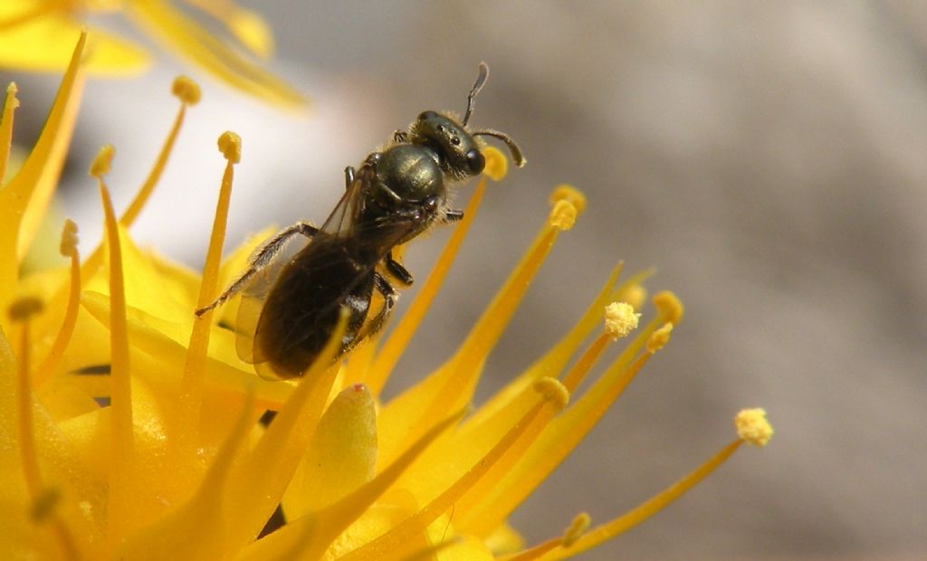 Halictidae: Halictus gemmeus? No, Lasioglossum (Dialictus) sp.